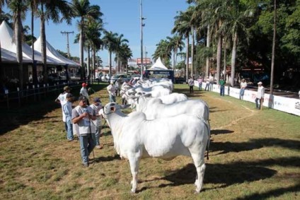 Expo Nelore soma 500 animais inscritos para julgamento