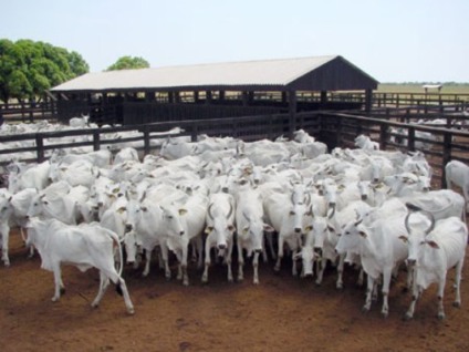 Feira Agropecuária de Belém espera público recorde