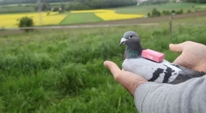 Fogg Mobile resgata a tradição do pombo-correio