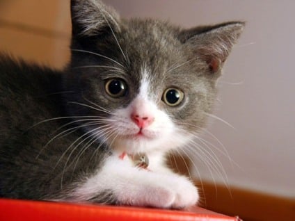 Royal Canin apoia bazar da ONG Adote um Gatinho