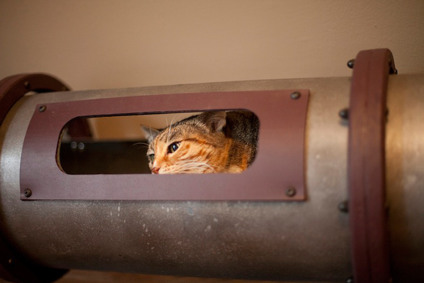 Invenção ajuda quem trabalha em casa e tem gatos