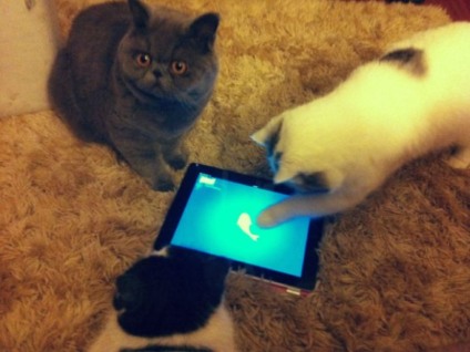 Purina promove evento para criação de jogos para gatos