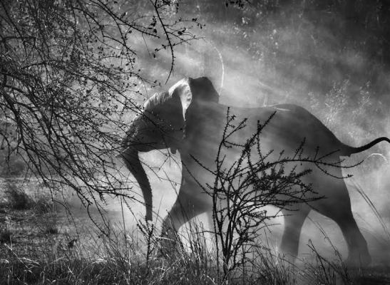 Perseguidos por caçadores furtivos na Zâmbia, os elefantes (Loxodonta africana) têm medo dos homens e dos veículos, e geralmente, entram rapidamente no mato, assustados. Parque Nacional de Kafue, Zâmbia. 2010 (Foto: Sebastião Salgado/Amazonas Imagens).