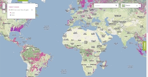 Google cria observatório mundial do desmatamento