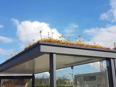abelhas holanda