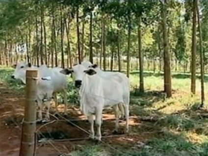 Embrapa promove a feira Dinâmica Agropecuária