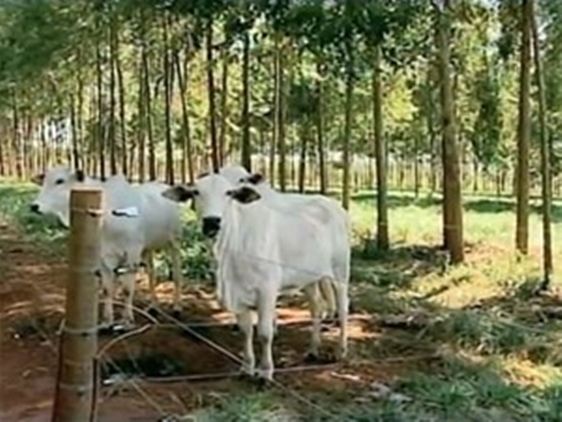 Iintegração entre lavoura, pecuária e floresta será destaque na Dinapec (Foto: Reprodução/RBS TV).