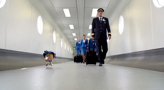 Empresa aérea usa beagle para devolver objetos perdidos