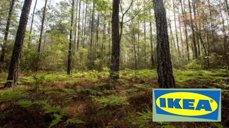 Ikea compra floresta nos Estados Unidos