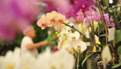 Festa das Flores de Joinville é adiada para 2022