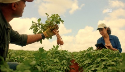 Lay's mostra que suas batatas vão do campo ao pacote em 48 horas