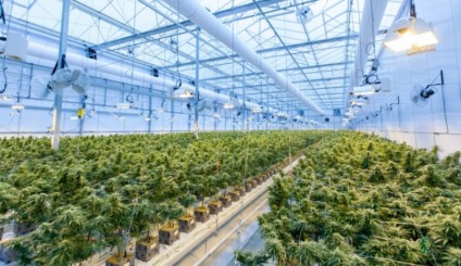 Parceria oferece chance de investimento em NFTs no mercado canábico