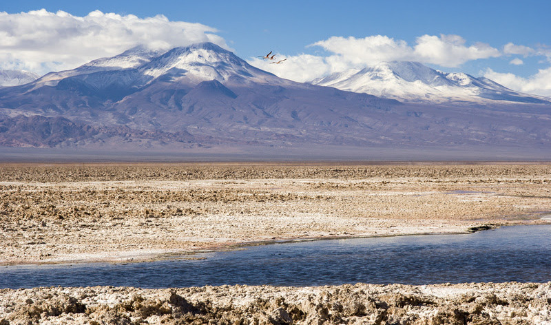 Andean flamingos (Phoenicopterus andinus) flying over Salar de Atacama, Antofagasta, Chile.