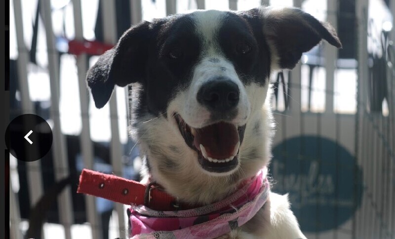 Shopping Curitiba recebe encontro de adoção de cães neste sábado