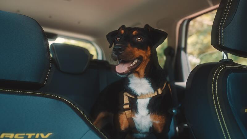 Chevrolet Spin e Casa do Vira Lata resgatam animais de rua