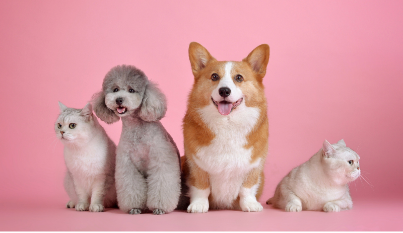 São Paulo Expo recebe profissionais dos setores pet e veterinário em agosto