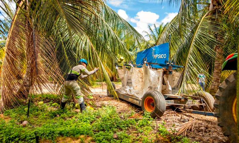 PepsiCo cultivará cacau em meio às suas culturas de coco-verde