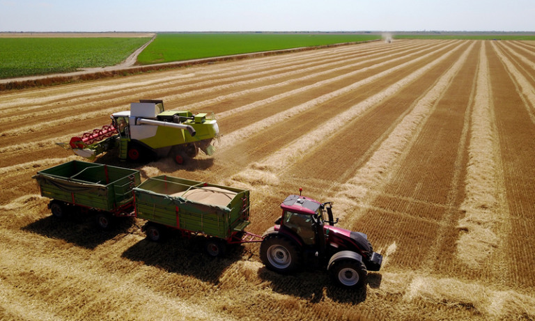 Bird’s eyes view from flying drone of the harvester machine and tractor with two trailers working in the wheat field on a sunny day.