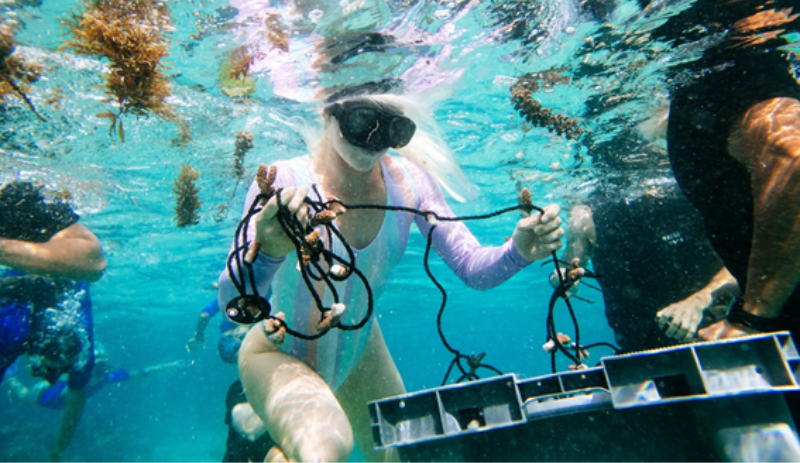 WSL reduz emissões de carbono em 49% com ação 'We Are One Ocean'