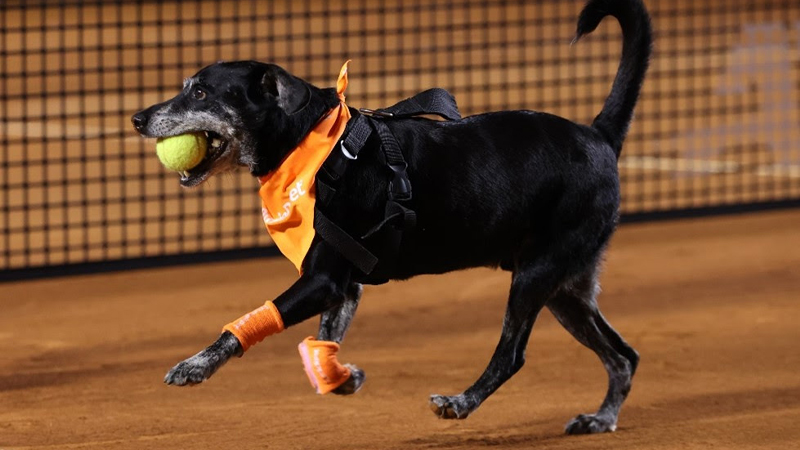 Em clima carnavalesco, 'bloCão' levará cães gandulas para o Rio Open 2023