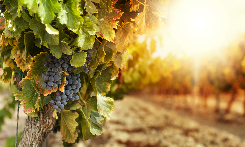 Vineyards at sunset in autumn harvest. Ripe grapes in fall.Cluster grapes on left