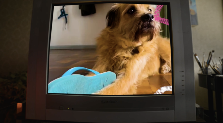 Arezzo anuncia Chinelo Não Comestível para cães