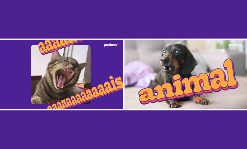 Petlove anuncia A Promoção Mais Animal de Todos os Tempos