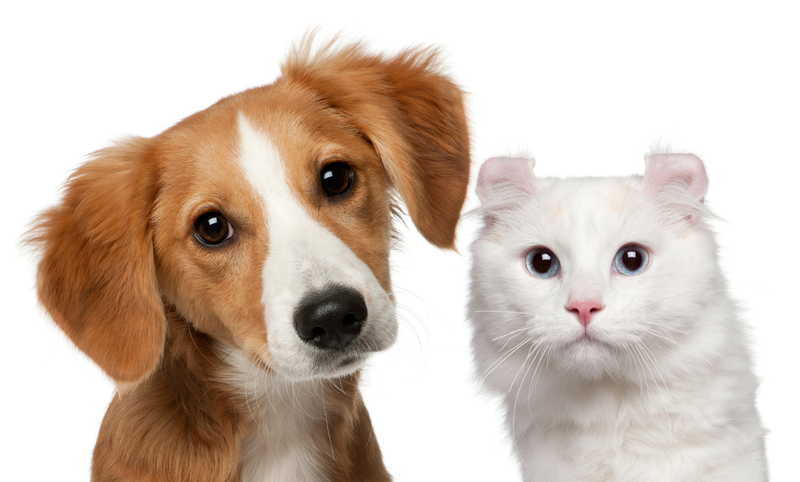 Mixed-breed puppy, 4 months old and a American Curl cat, 1 and a half years old, in front of white background