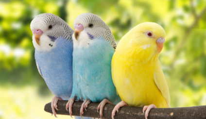 05 de outubro - Dia das Aves