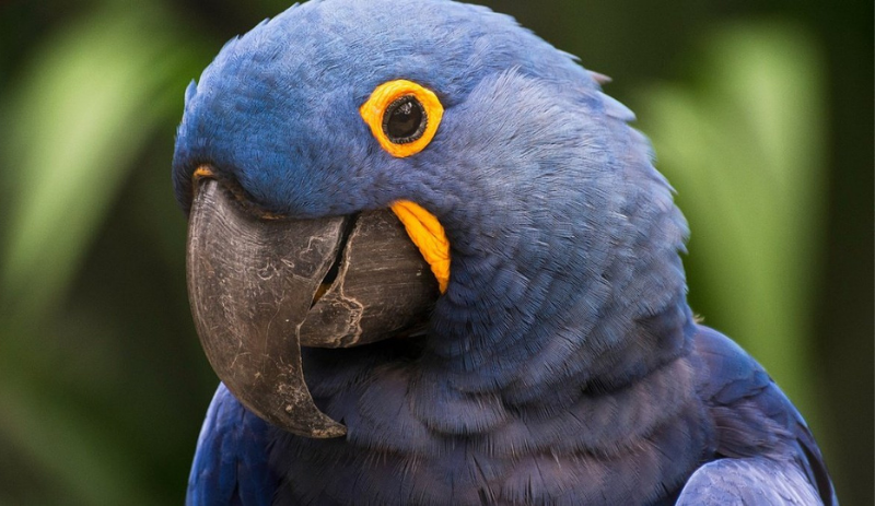 04 de outubro - Dia Mundial dos Animais