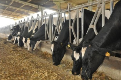 Mais uma edição da Mercoláctea acontece em Chapecó