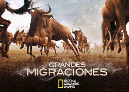 Panasonic e Natgeo com a promo “Grandes Migrações” Panasonic e Natgeo com a promo “Grandes Migrações”