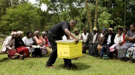 A instituição Honey Care Africa foi a vencedora na edição de 2014.