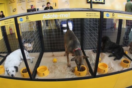 Pedigree em ação na Super Casas Bahia
