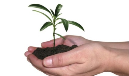Empresas não priorizam geração de créditos de carbono
