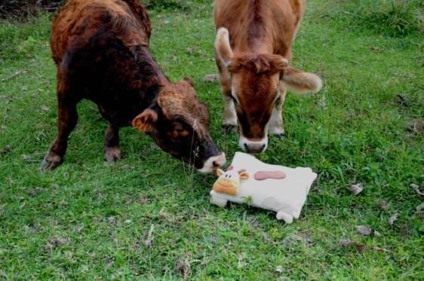 Bangalôs da Serra faz promo durante Festa da Colônia