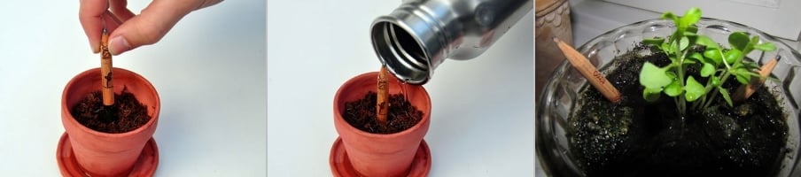 Conheça o lápis que pode ser plantado