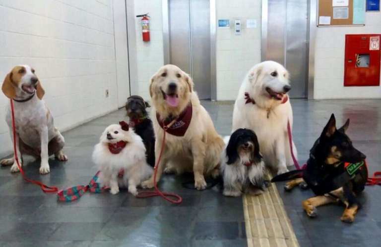 Simparic e Patas Therapeutas apresentam "O poder do Sim"