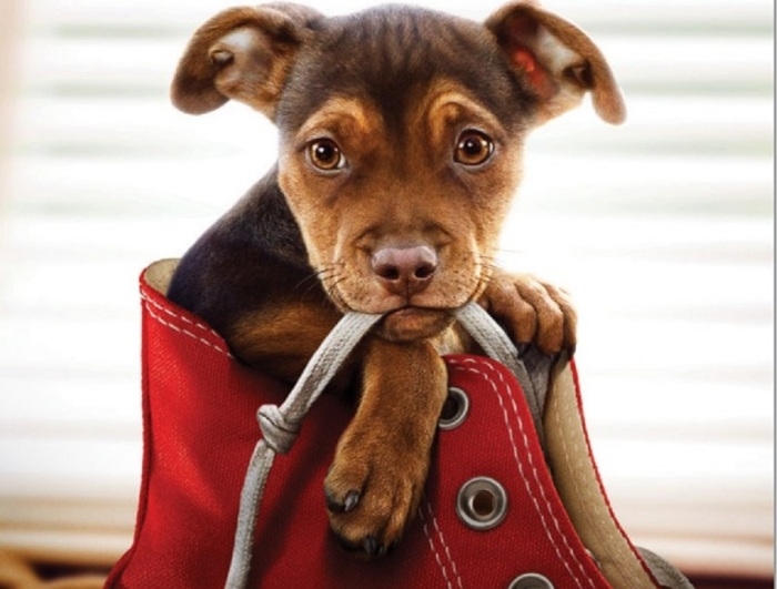 Cachorros levam donos ao cinema