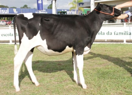 Rural Show terá exposição de novilhas e terneiras 