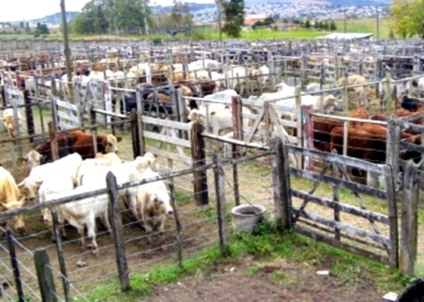 Evento agropecuário fortalece integração do homem rural