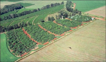 Dori convida alunos da Apae para plantar árvores   