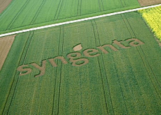 syngenta