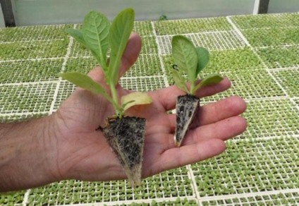 Expoagro intensifica divulgação pelo Estado