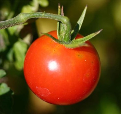 Rodeio é a novidade da décima Festa do Tomate