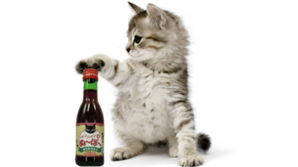 B&H Lifes começa as vendas de vinho para gatos