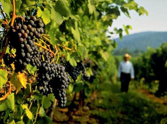 Florianópolis sedia evento sobre vinícolas