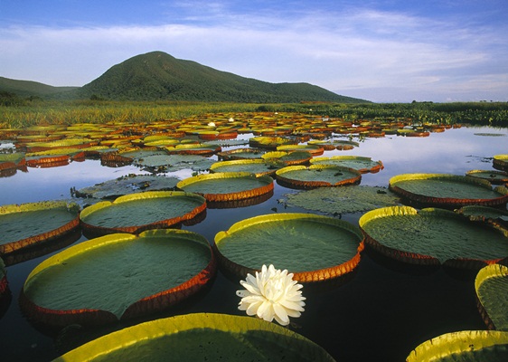 Observatório do Pantanal quer conhecer o turista 