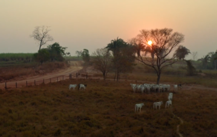 Pantanal inspira nova campanha de Jeep