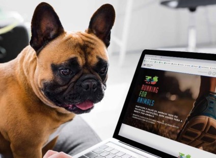 Influenciadores fazem campanha em prol de animais